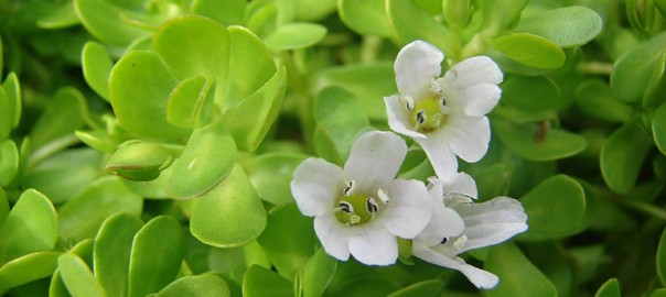 bacopa