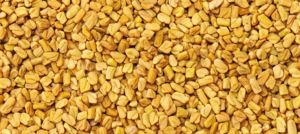 Fenugreek