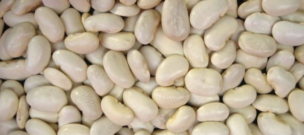 WHITE KIDNEY BEAN1